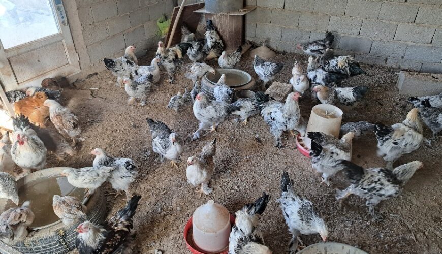 مرغ و خروس برهما