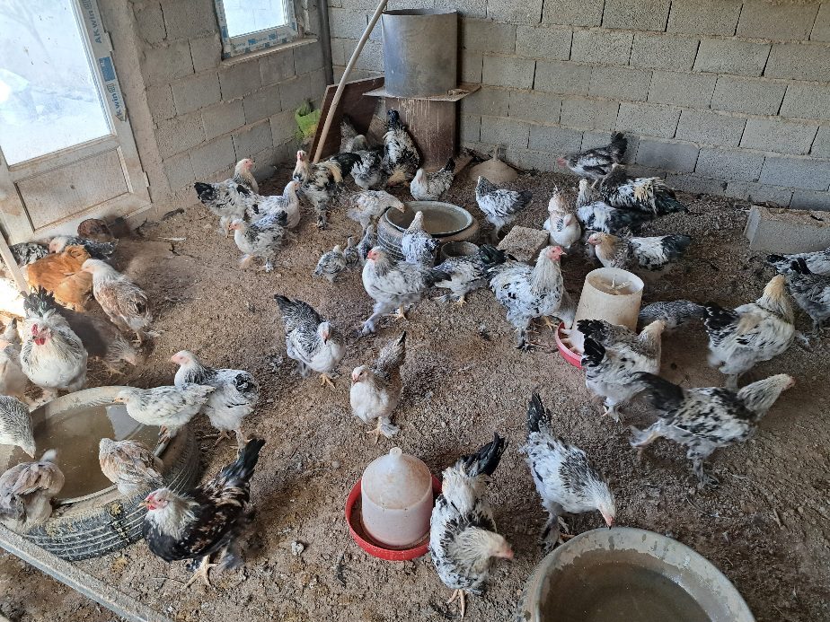 مرغ و خروس برهما