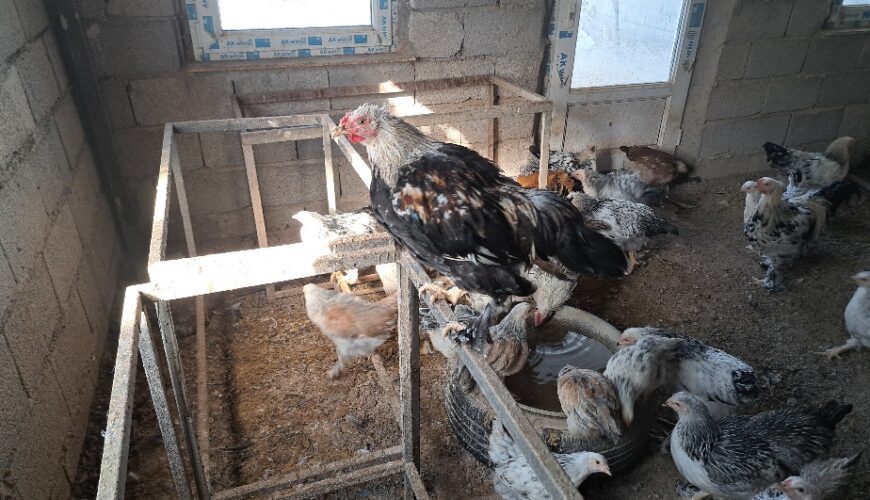 مرغ و خروس برهما