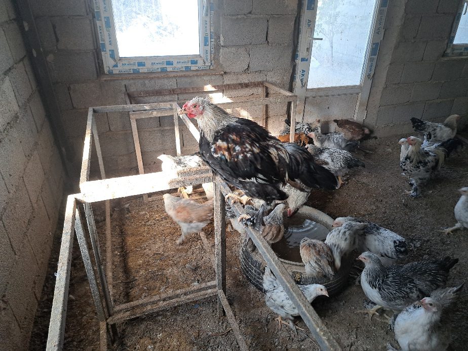 مرغ و خروس برهما